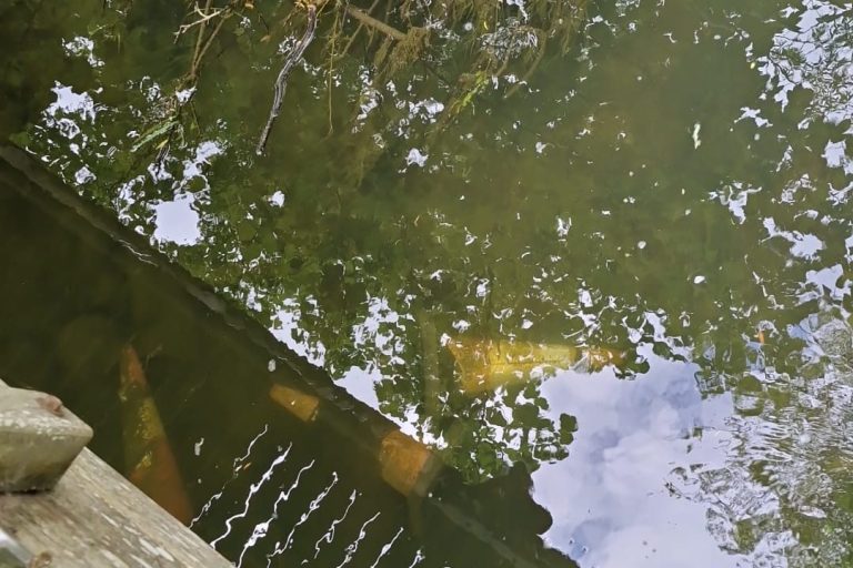 Three cones in the river under the skatepark footbridge