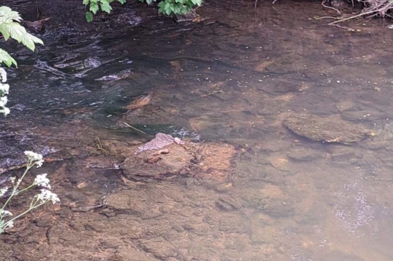 Piece of wooden board in the river by the Athletic Football Club