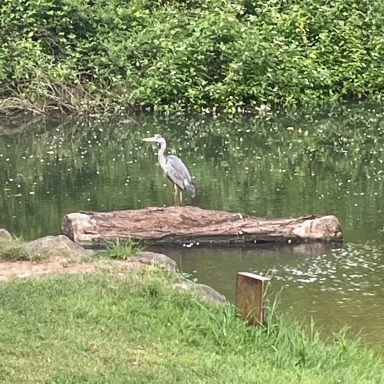 A heron on the large trunk cleared from Hunter Street Bridge.